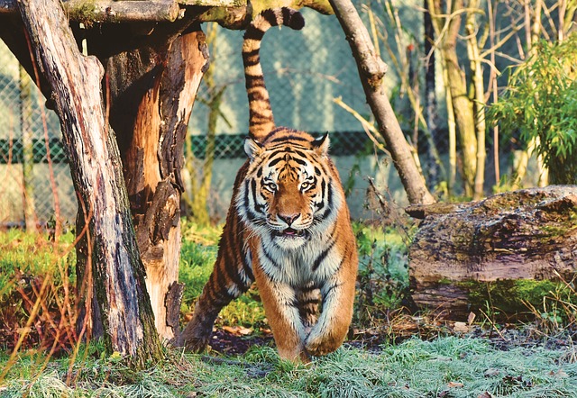 jdoucí tygr