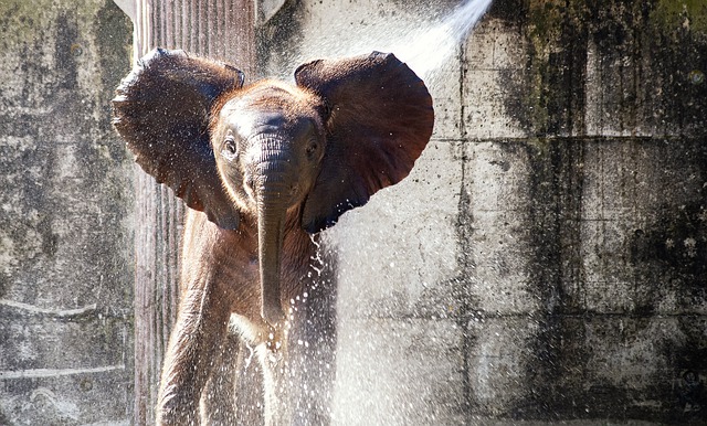 sprchující se slon