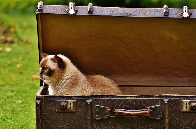 kočka v kufru